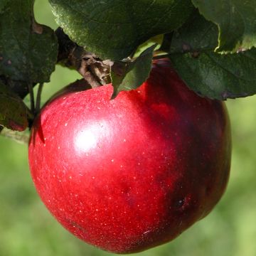 Säulenapfel Red Leaf - Malus ballerina