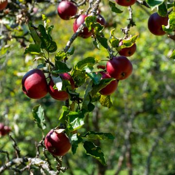 Apfelbaum Blush rosette - Malus domestica