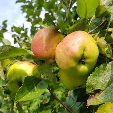 Pommier Calville Blanche - Malus domestica