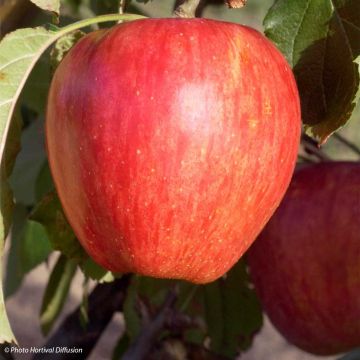 Apfelbaum Calville Rouge d'Hiver - Malus domestica