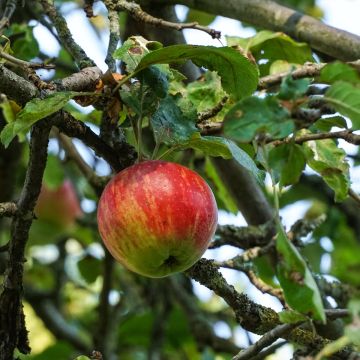 Apfelbaum Double Belle Fleur - Malus domestica