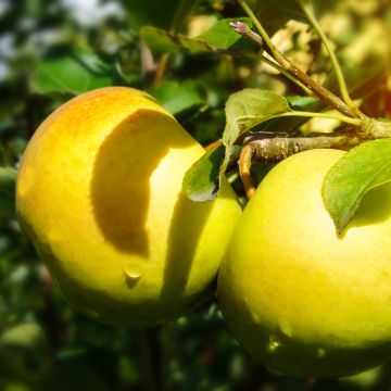 Apfelbaum Feuilloux - Malus domestica