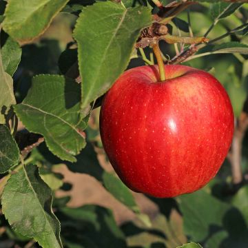 Apfelbaum Gala - Malus domestica