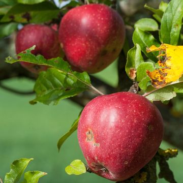 Apfelbaum Gloster - Malus domestica