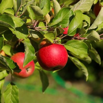 Apfelbaum Jonathan - Malus domestica