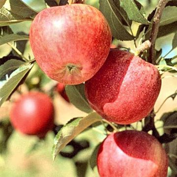 Apfelbaum Melrose - Malus domestica