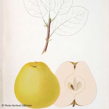 Apfelbaum Museau de Lièvre - Malus domestica