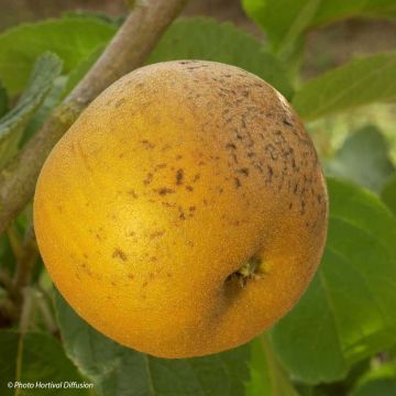 Apfelbaum Patte de Loup - Malus domestica