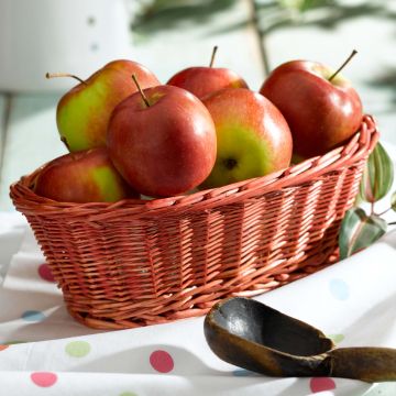 Apfelbaum Pomme des Moissons Delprivale - Malus domestica