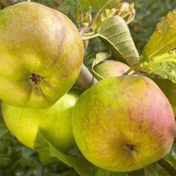 Apfelbaum Rambour d'Hiver - Malus domestica