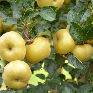 Apfelbaum Reinette Blanche du Canada - Malus domestica