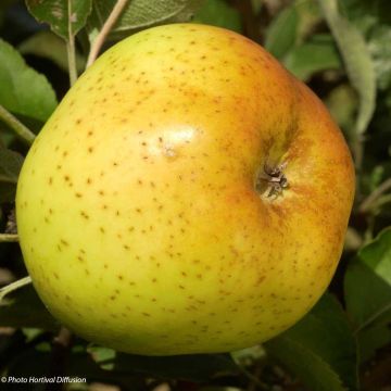 Apfelbaum Reinette Clochard - Malus domestica