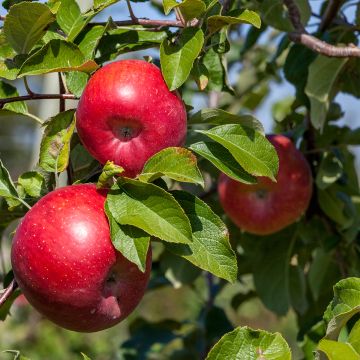 Apfelbaum Reinette Etoilée - Malus domestica