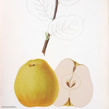 Apfelbaum Reinette de Brive - Malus domestica