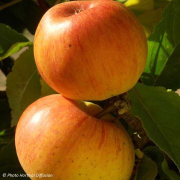 Apfelbaum Reinette de Caux - Malus domestica