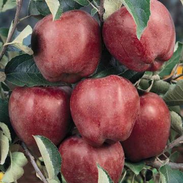 Apfelbaum Starking Delicious - Malus domestica