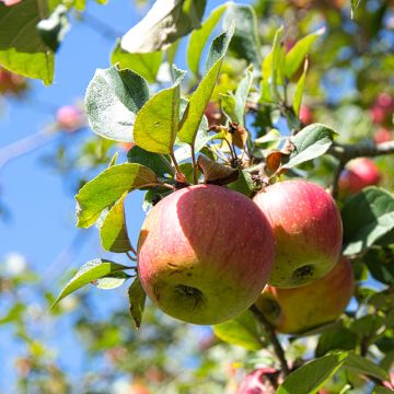 Apfelbaum Winston Bio - Malus domestica