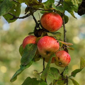 Apfelbaum Marie Ménard - Malus domestica