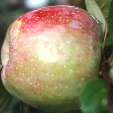 Apfelbaum Belle de Boskoop - Doppelte U-Palmette