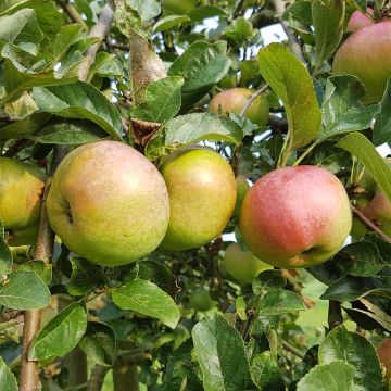 Säulenapfel Azay-Le-Rideau - Malus domestica