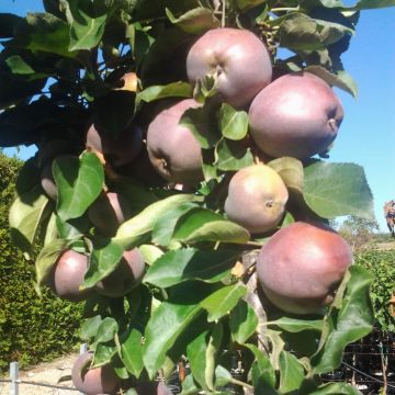 Säulenapfel Ballerina Polka - Malus domestica