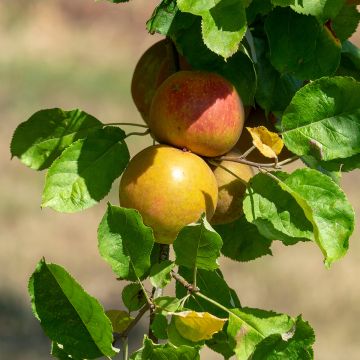 Säulenapfel Cheverny delcolin - Malus domestica