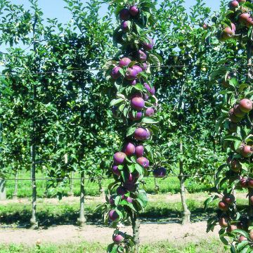 Säulenapfel Chinon Delcoblu - Malus domestica