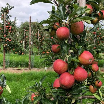 Säulenapfel Courson delfloden - Malus domestica