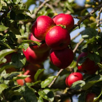 Apfelbaum Red Sensation - Malus domestica