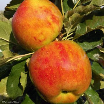 Säulenapfel Ballerina Bolero - Malus domestica