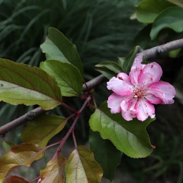 Purpur-Apfel Aldenhamensis - Malus purpureus