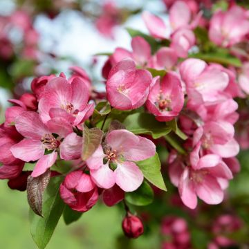 Zierapfel Indian Magic - Malus