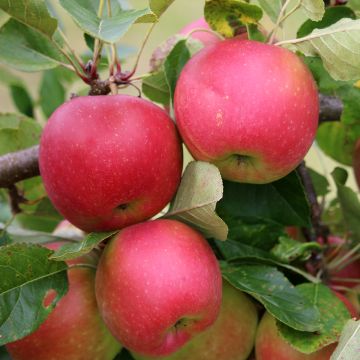 Apfelbaum Divine delcored - Malus domestica