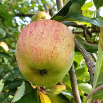 Zwergapfelbaum Delicado - Malus domestica