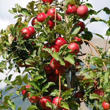 Zwergapfelbaum Fruit Me Apple Me Red Gala - Malus domestica