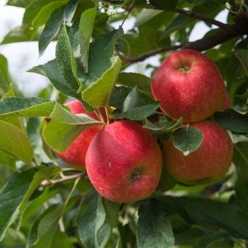 Zwergapfelbaum Fruit Me Apple Me Elstar - Malus domestica