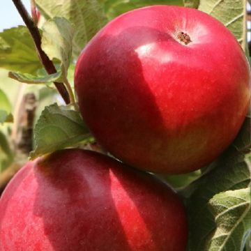 Apfelbaum Red Dwarf - Malus domestica