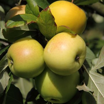 Zwergapfelbaum Fruit Me Apple Me Yellow Golden - Malus domestica