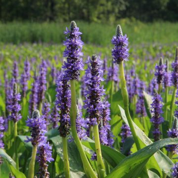 Pontederia cordata - Hechtkraut