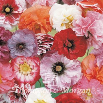 Klatsch-Mohn Angels Choir Mixed (Samen) - Papaver rhoeas