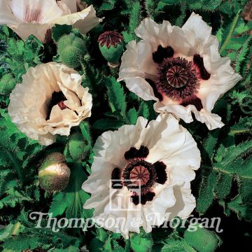 Orientalischer Mohn Checkers (Samen) - Papaver orientale