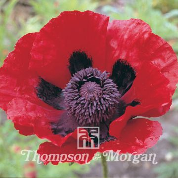 Papaver bracteatum Great Scarlet (Samen) - Armenischer Mohn