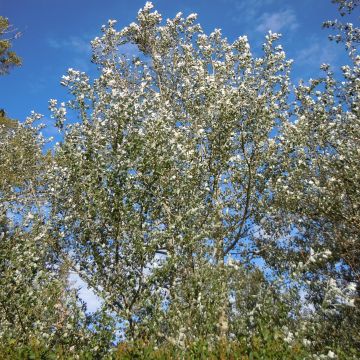 Silber-Pappel Nivea - Populus alba