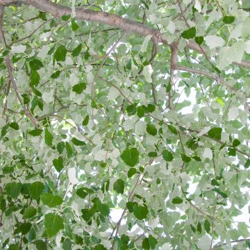 Silber-Pappel - Populus alba