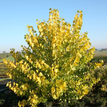 Bastard-Schwarz Serotina Aurea -Populus x canadensis x euramericana