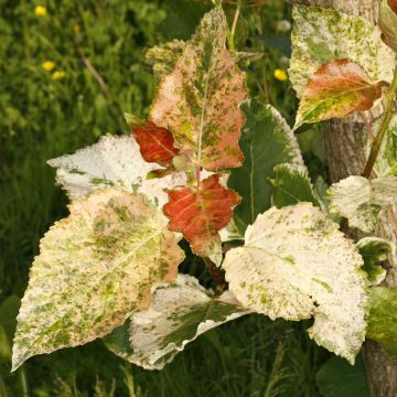 Bastard-Schwarz Aurora - Populus x candicans