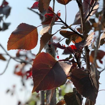 Virginische Pappel Fuego - Populus deltoides