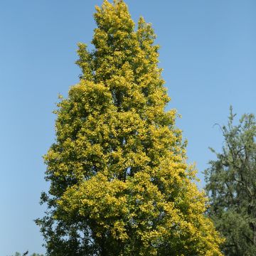 Schwarz-Pappel Lombardy Gold - Populus nigra