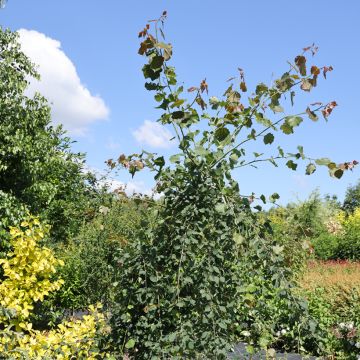 Populus tremula Pendula - Peuplier tremble pleureur