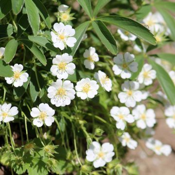 Weißes Fingerkraut - Potentilla alba